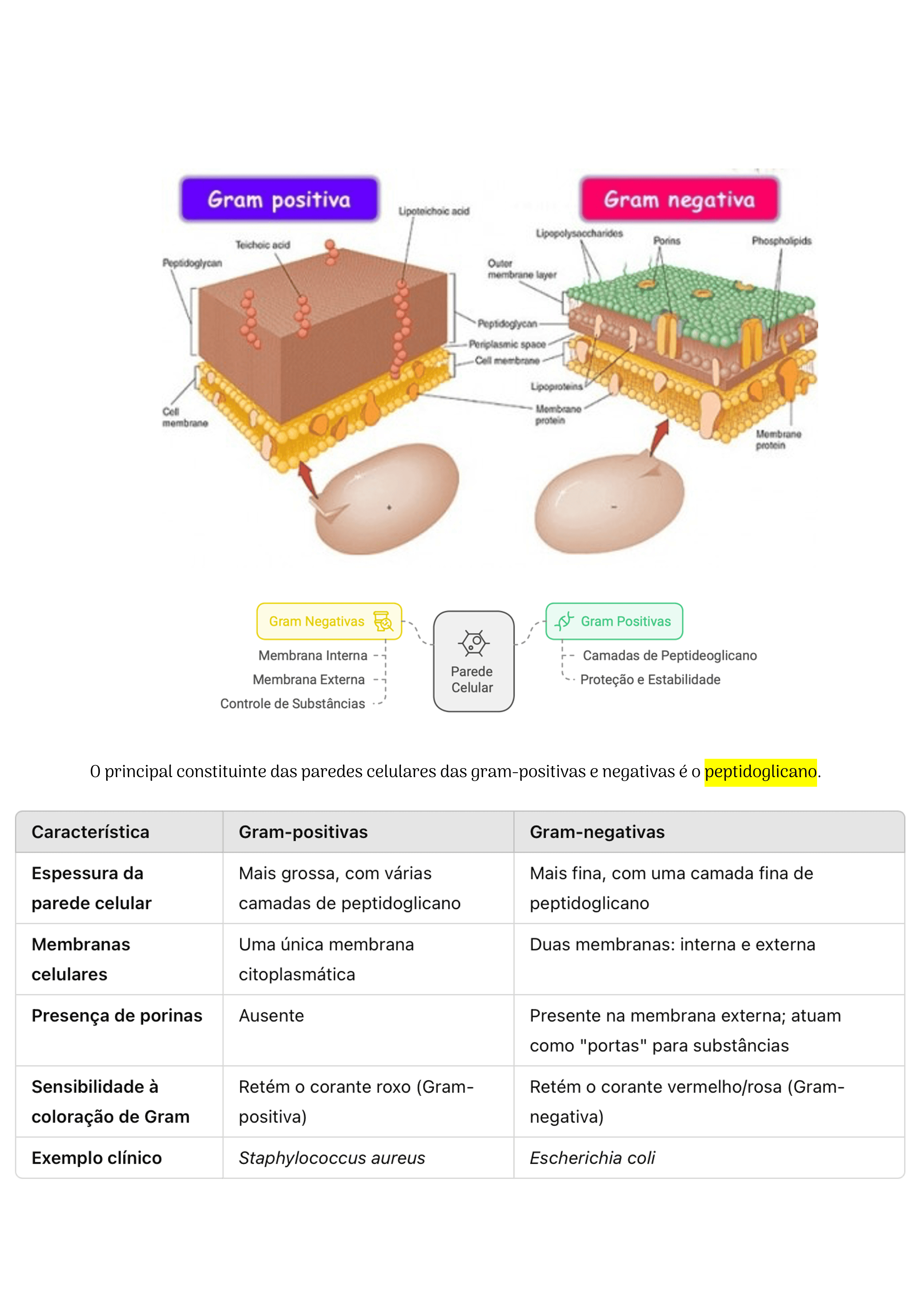 2Um_Guia_de_Raciocínio_para_Aprender_os_Antibióticos_Bizu_Farmacológico_5